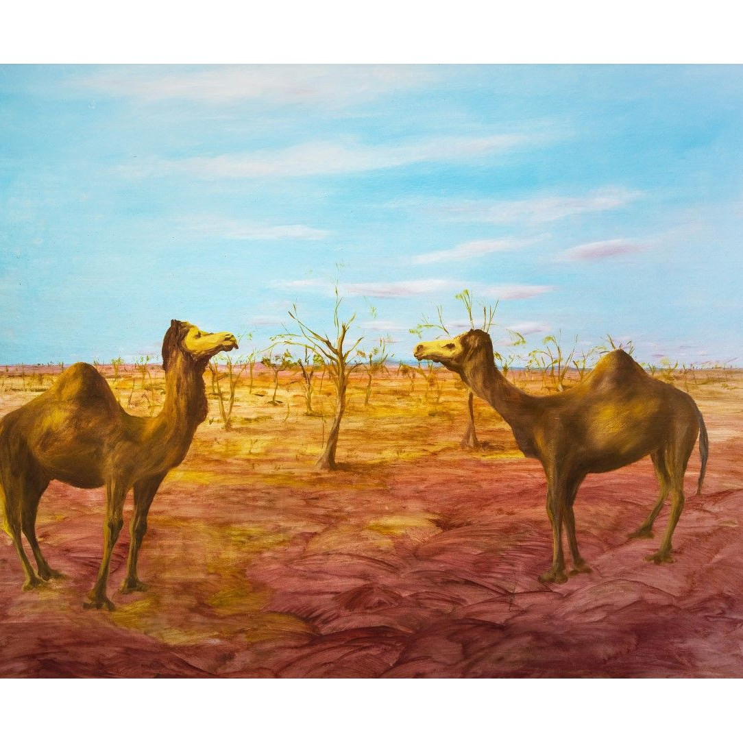 Camels, Central Australia
